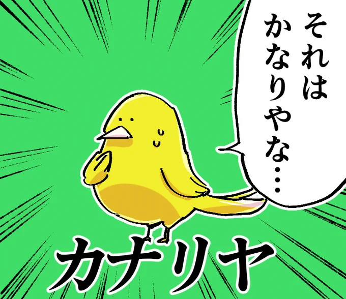 少し驚くカナリヤです。 