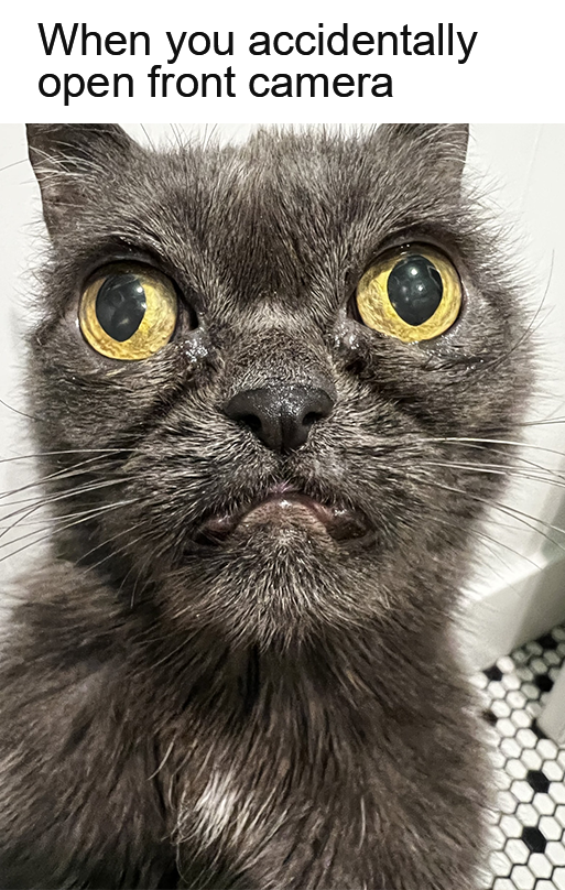 Litterbox tweet media