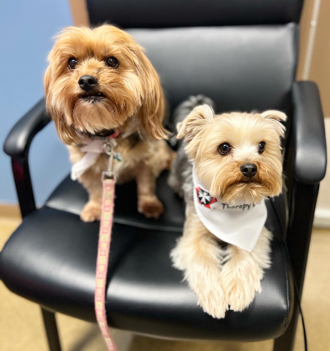 TheMommyJingles's tweet photo. The “delicious duo” of Finnegan &amp; Maya do what they do best… super head scratches &amp; smiles! Thanks Holy Trinity! #happyweekend #therapydog #morkie #yorkie #spreadingsmiles @NLESDCA @HTECounsellors @HTE_K4 @SJA_NL https://t.co/lxTORF5xvh