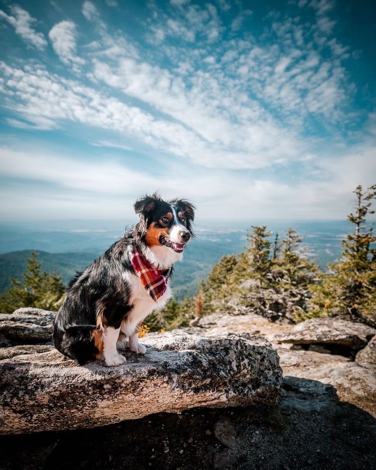 TriumphPetFood's tweet photo. Sky's the limit 🌤️ 🐕 

📸 @lucyluandizzytoo

#TriumphTogether #TriumphPack https://t.co/ucIxoLeVeP