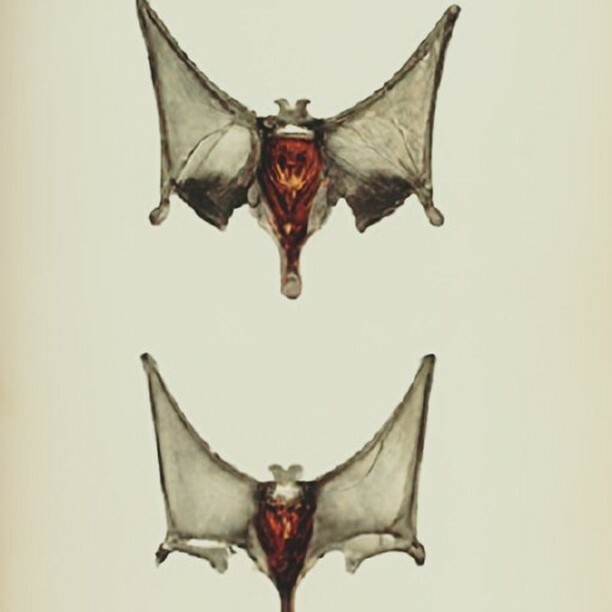 Cursed EncyclopedIA (cursed_pedIA) / Twitter