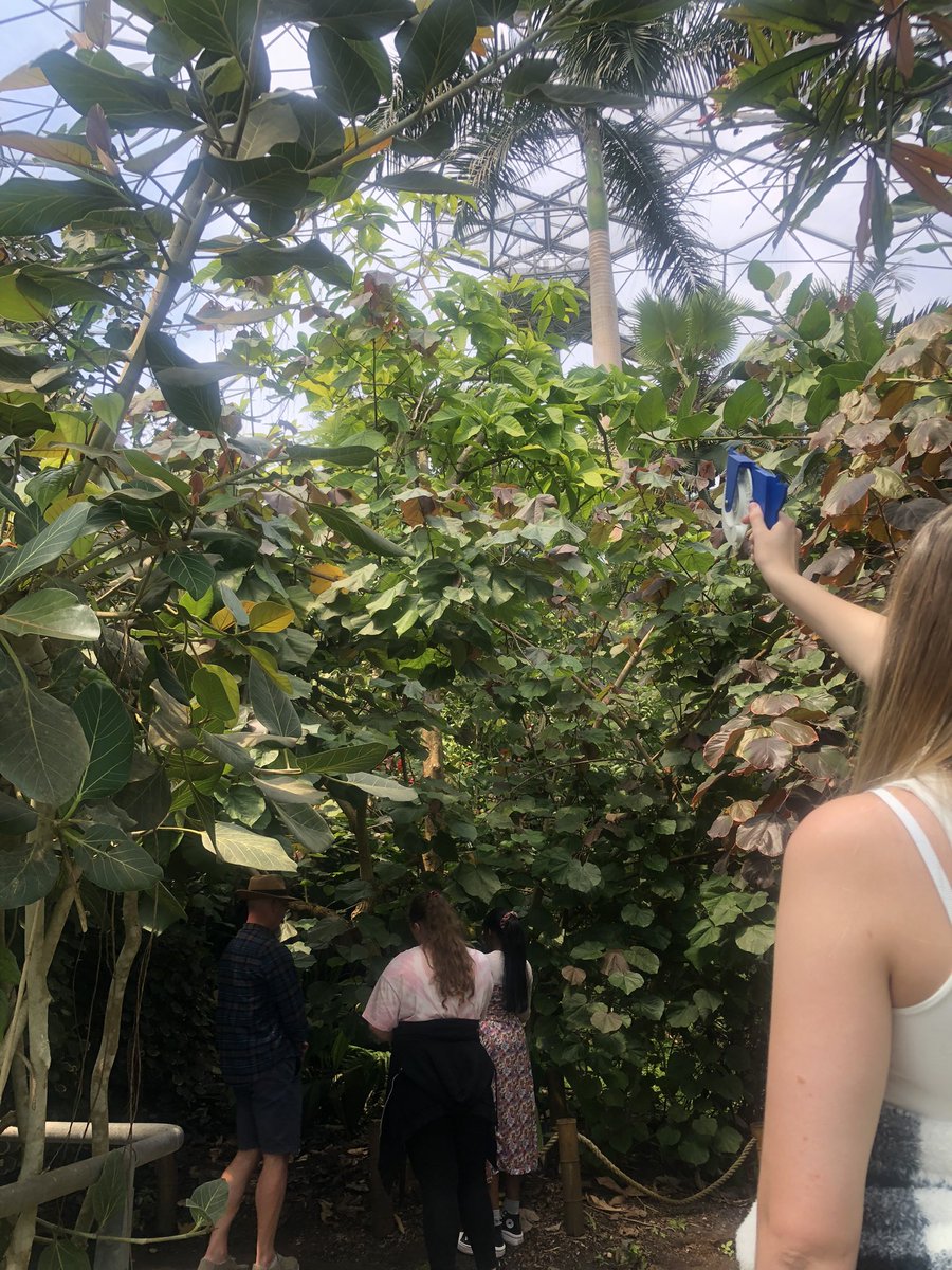 sdccscience's tweet photo. Y12 have been investigating how to measure carbon sequestration by measuring rainforest trees at the Eden Project. Thank you @edenschoolsteam for a brilliant day! 
#biology #carbonfootprint @GreenshawTrust @StokeDamerelCC https://t.co/qmtyZq5ACr