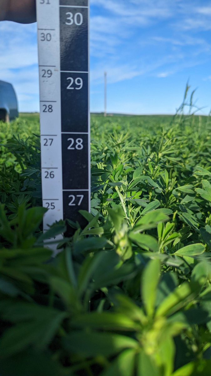 adammagarrell's tweet image. 27-28 ADF.  Looks like this field of alfalfa is ready to go!  High quality forage production means we are getting the highest amount of nutrition per unit of organic matter produced