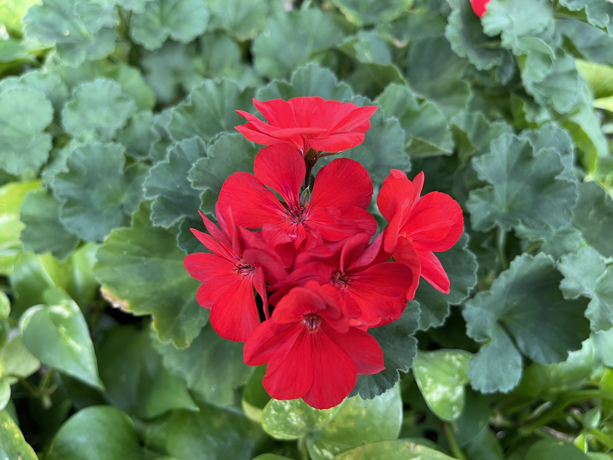 تويتر Simako K على تويتر ゼラニウム 花言葉 育ちの良さ T Co Lqwf5qn8vb