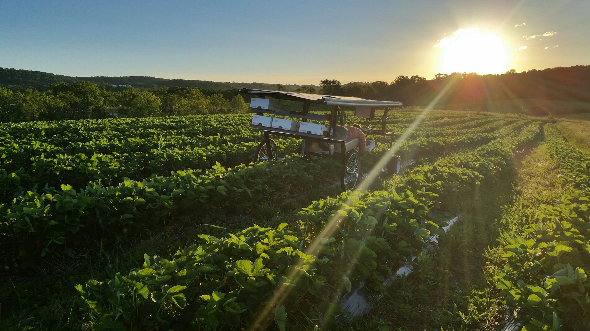 Lancaster Farming on Twitter "We love 🍓season! This sunrise