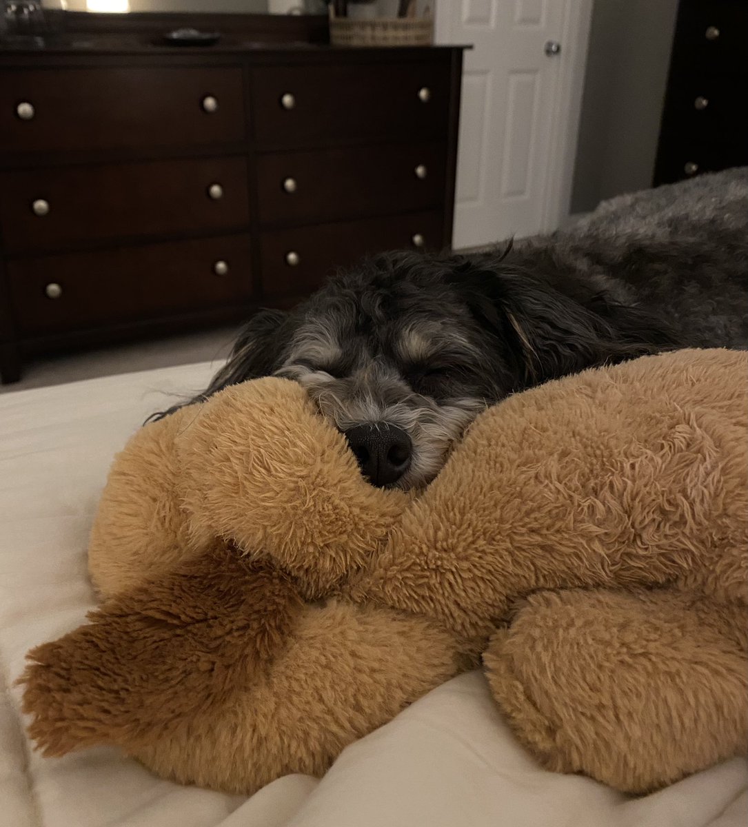 W2: Instead of jumping right out of bed this morning, I took some time to relax &amp; read. Puppy snuggles were an added bonus! 📖🐾😍 #livewell323 #323learns
