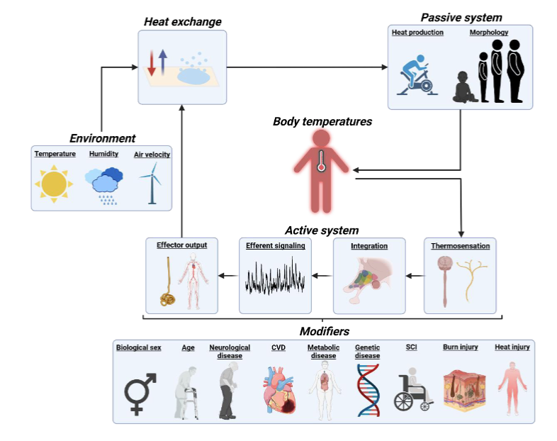 Human temperature regulation under heat stress in health, disease, and injury (Cramer et al.) - new in <a href="/physiolrev/">Physiological Reviews</a> <a href="/IntegrPhysLab/">The Gagnon Lab at Centre EPIC</a> <a href="/olaitano/">Orlando Laitano</a> 

ow.ly/Ariv50JuB8B

#exercise #heatstress #sweating #thermoregulation