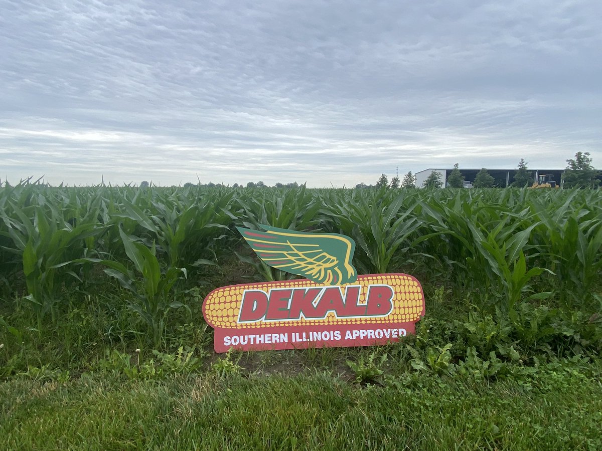 bradwhite5678's tweet image. #Smartcorn (aka short corn) planted Easter now at V7.  Should start to see height differences over next few weeks. Lookin good!  #Bayer4IL @DKAS_SIL @Bayer4Crops