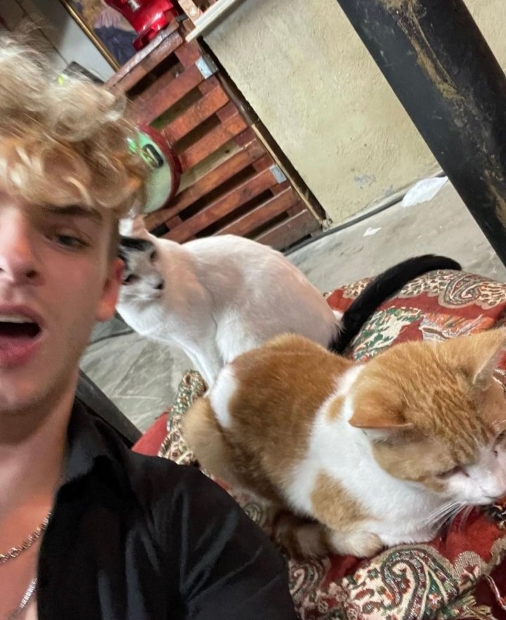 maybe he likes cats... i know.