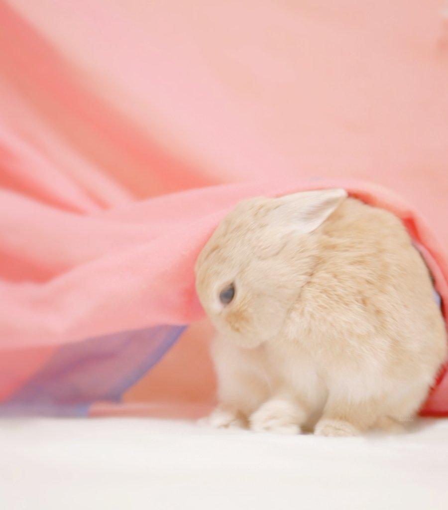 うさぎのひのき Hinoki Bunny よいしゅうまつを Have A Nice Weekend うさぎ ひのきの1日 ネザーランドドワーフ Bunny Photography Goodnight T Co Caquhjjefp Twitter