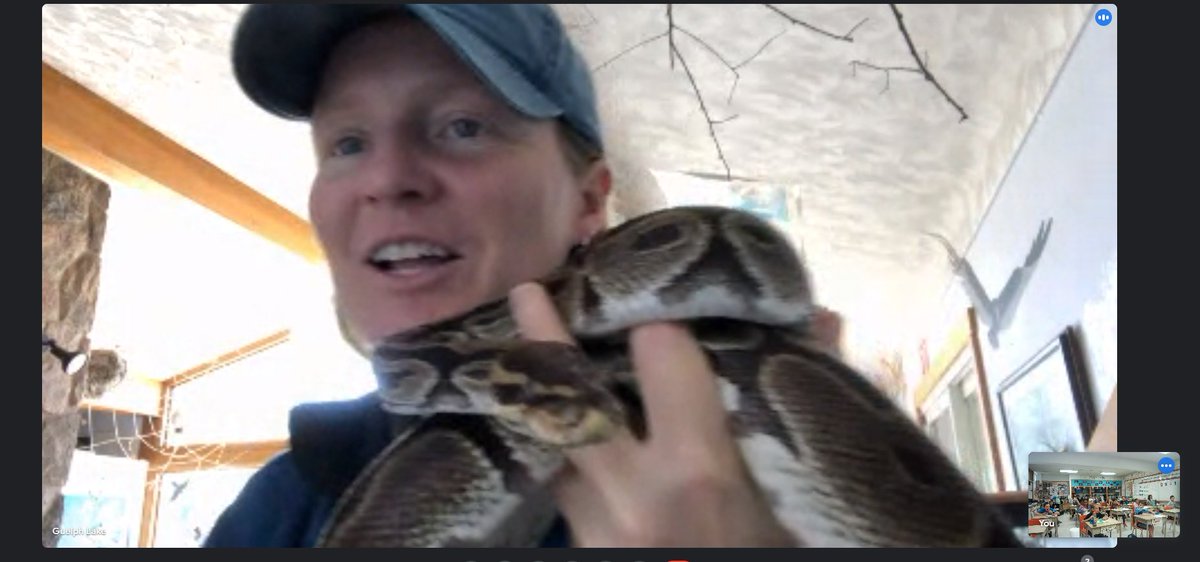 MsSDiniz's tweet photo. Thank you to Tamara from Grand River Conservation Authority for our amazing virtual field trip to Guelph Lake today! We saw a variety of habitats, learned many new things and met Julius Squeezer, Tina the Snapping Turtle and many other wildlife friends! @grandriverca @SGRG_Hawks https://t.co/SQFzZU1WYE