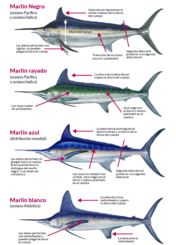 pescaparafuturo's tweet photo. 1.Especies de Marlines en aguas costarricenses:
Marlin Rayado--Species: Kajikia audax (Philippi, 1887)
 Marlin Azul---Species: Makaira nigricans (Lacèpede, 1802)
 Marlin Blanco----- Species: Kajikia albida (Poey, 1860)
 Marlin Negro--- Species: Istiompax indica https://t.co/PYHFiSmKmw