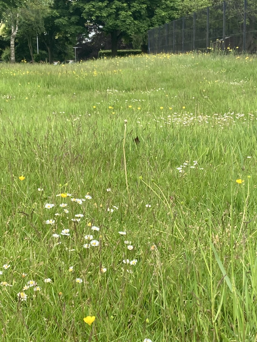 King's Hall is in spectacular bloom at the moment.

Our grounds team had designated an area beside the Astroturf for #NoMowMay and there is now quite an array of wild meadowland that is encouraging both wild flora and fauna to flourish.

#SpaceToBreathe #SpaceForChildhood