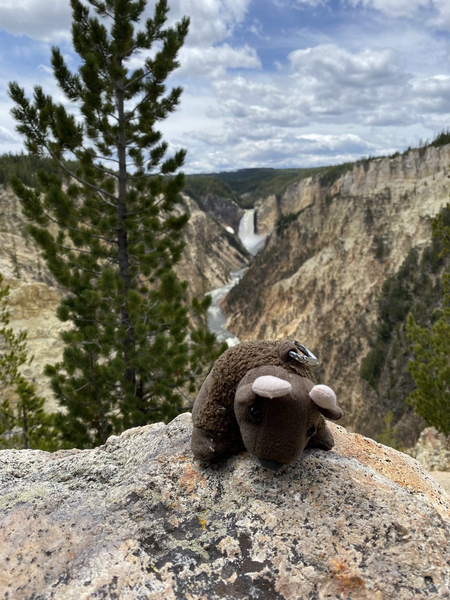 BuddyBisonTrips's tweet photo. Buddy took another day in Yellowstone. Lower falls, tower falls, and the Yellowstone River.
June 2022
#buddybison https://t.co/td8ZPfbAoD