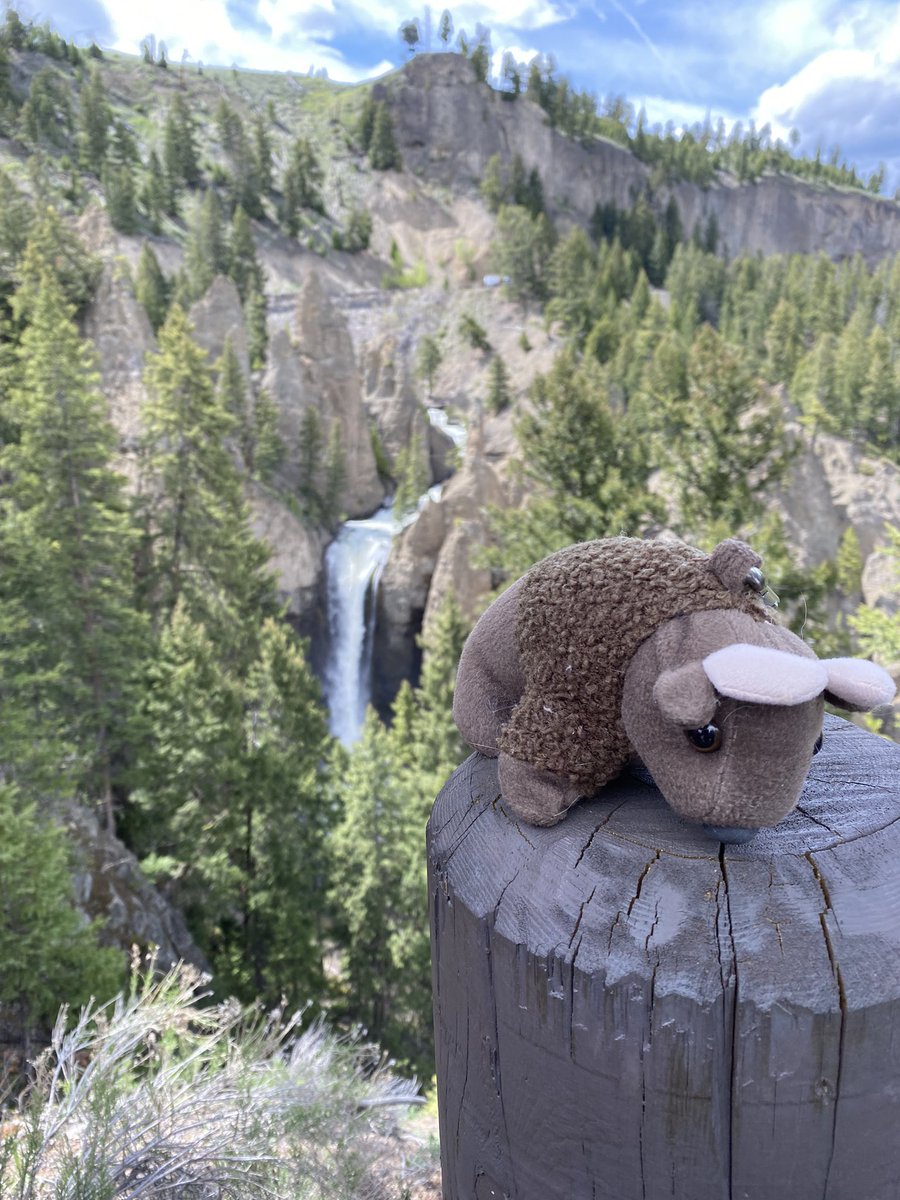 BuddyBisonTrips's tweet photo. Buddy took another day in Yellowstone. Lower falls, tower falls, and the Yellowstone River.
June 2022
#buddybison https://t.co/td8ZPfbAoD