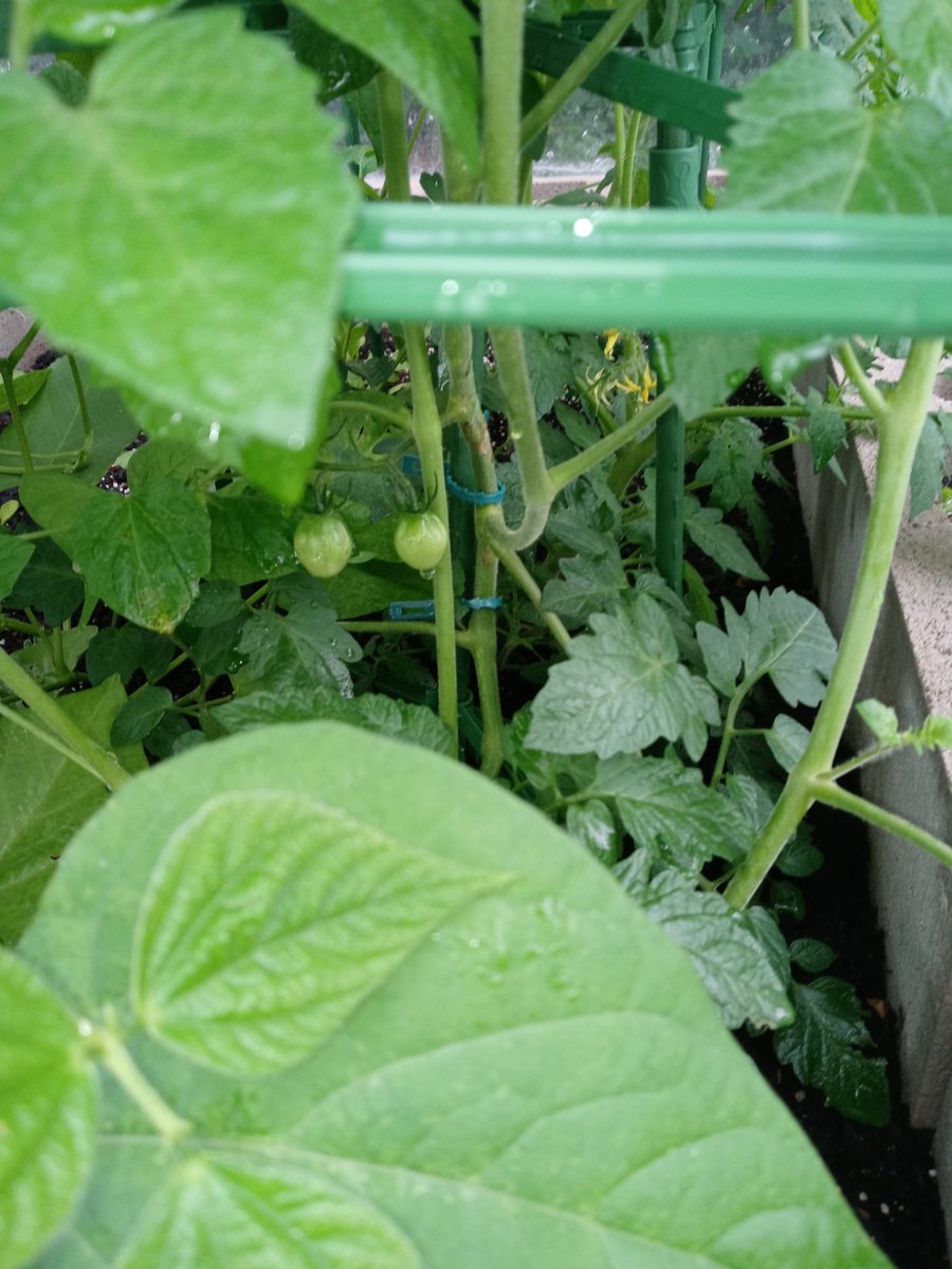 I spied my first itty bitty tomatoes this morning. Having my first vegetable garden is strangely rewarding.