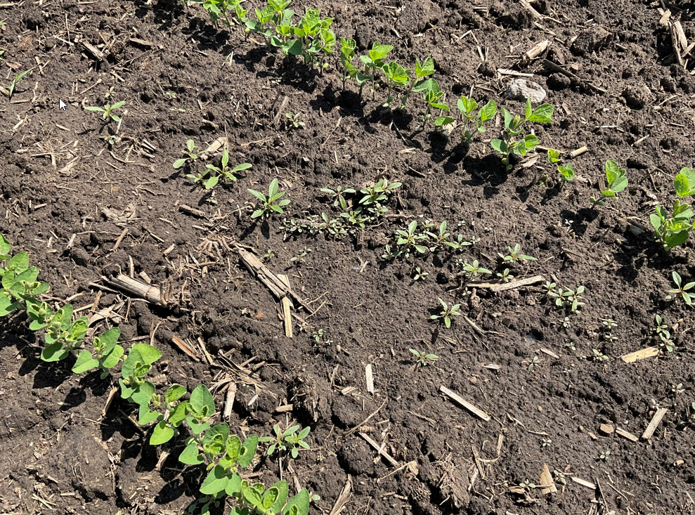 deutmeyer_troy's tweet photo. Forecasted heat will have waterhemp growing over 1" per day next week.  B sure to keep focus on  herbicide applications as field &amp; weather conditions permit!  After 4" height control becomes very difficult. https://t.co/uHQOYpjHM9