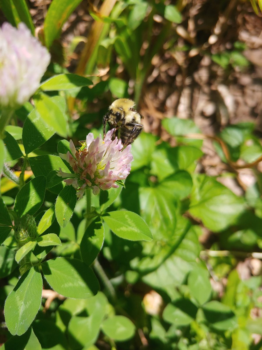 I'm going to consider the buckwheat patch and clover patches as successful this year.  

Already started harvesting buckwheat seed for next year!

#nationalhomegrowngarden
#feedthebees