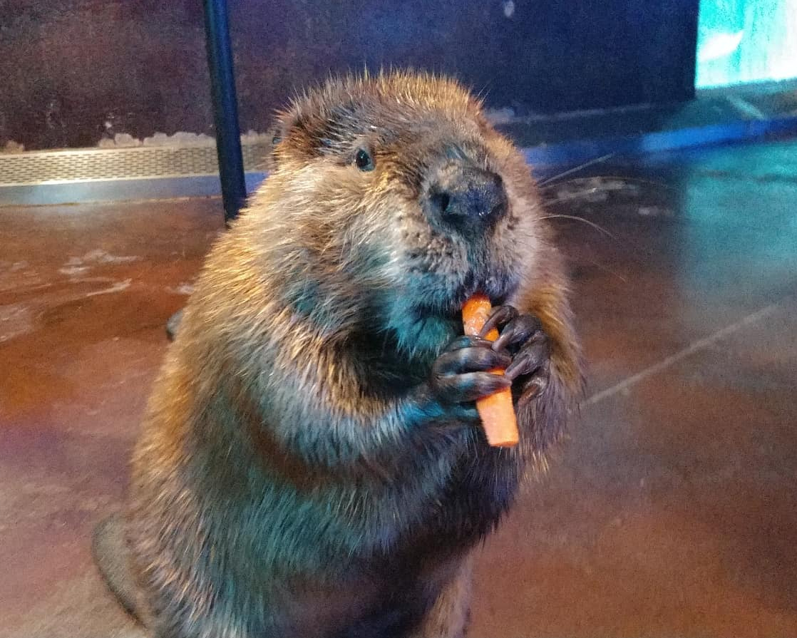 WOWaquarium's tweet photo. Studies show seeing Bernard eat a carrot can reduce stress by 17%. 

 📷 Casey Vinyard https://t.co/MBPhtd4JuC