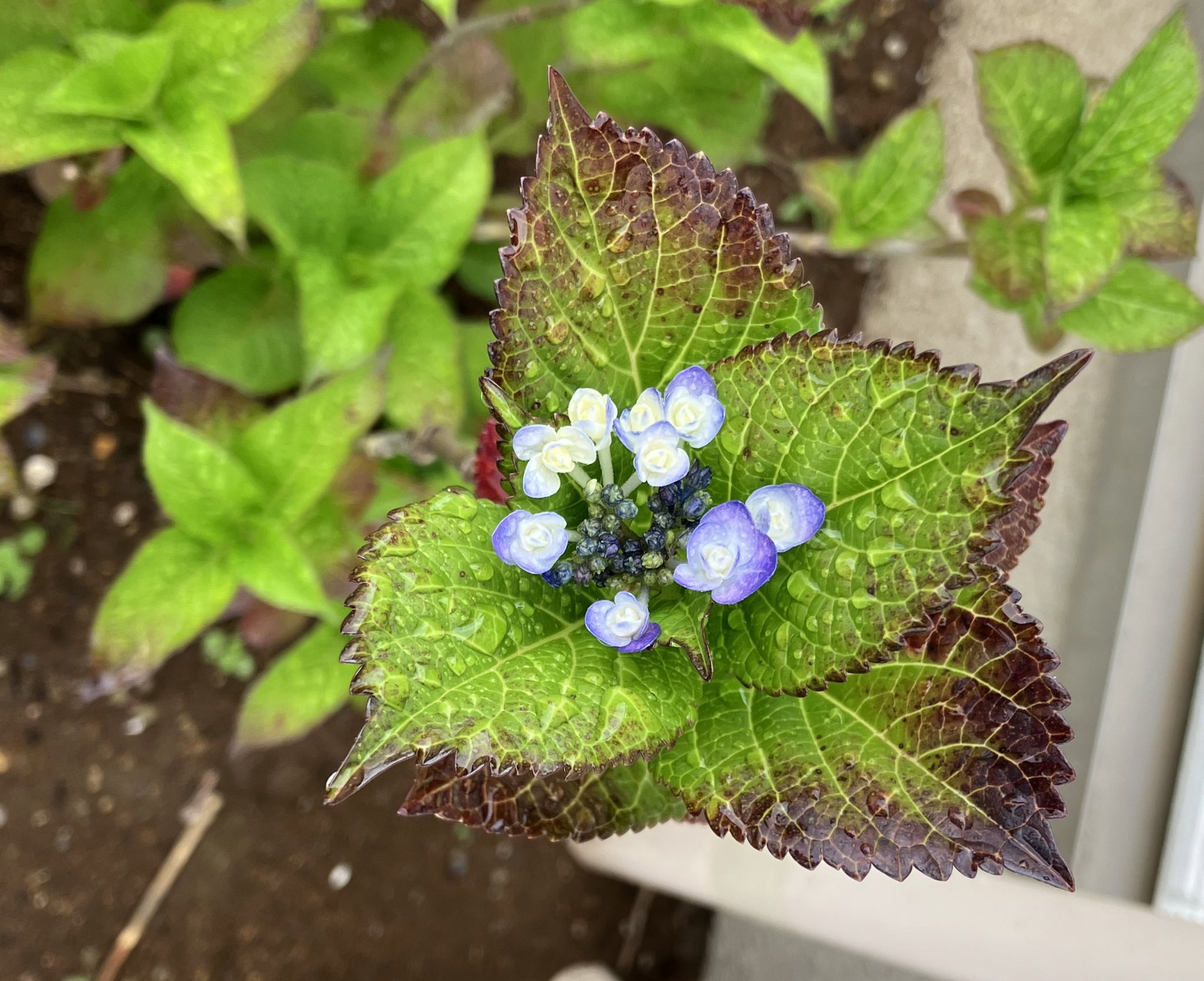 忍ベアの仕立屋 ご近所の紫陽花は花になる部分がしっかりと出来上がっている今 我が家はやっとここ とりあえず育ってるだけで感謝 T Co Iq5crns0ug Twitter