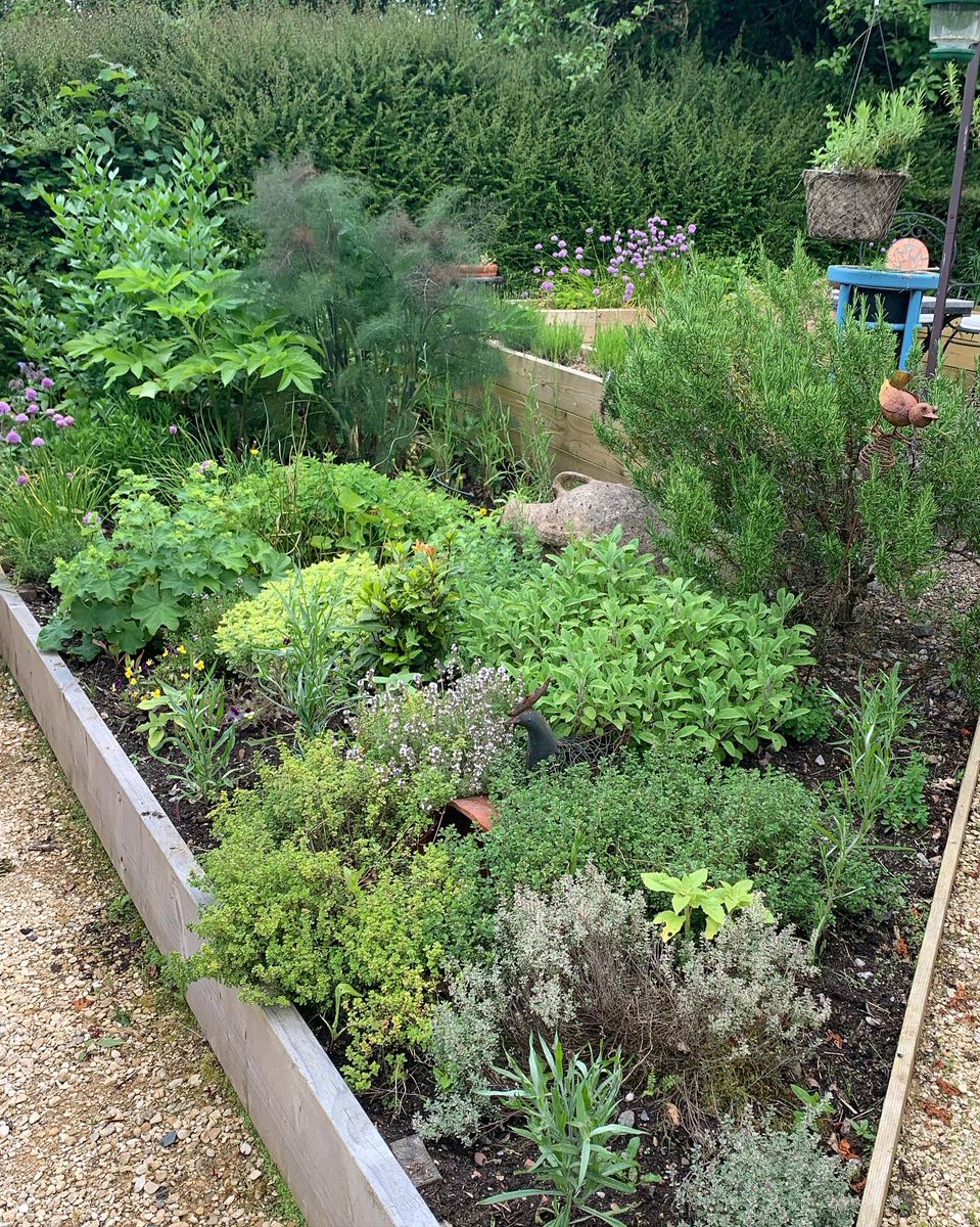 Herb garden is looking lush. #herbs #herbgarden #scottishgardens