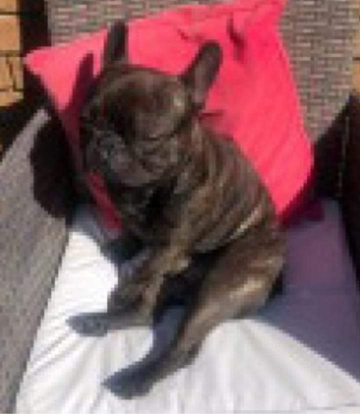 JohnDaffern2's tweet image. #STOLEN: BUZZ 
NEUTERED/CHIPPED ADULT MALE BRINDLE FRENCH BULLDOG 
#Lost: 06/06/2022
Where: Taken by a person allegedly to train him and not returned #London #southeast #N7 area
doglost.co.uk/dog-blog.php?d…