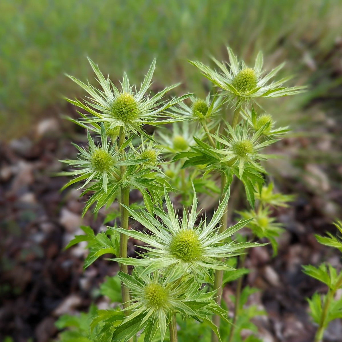 Eryngium 'Neptune's Gold', in all its gilded, pre-blue glory.