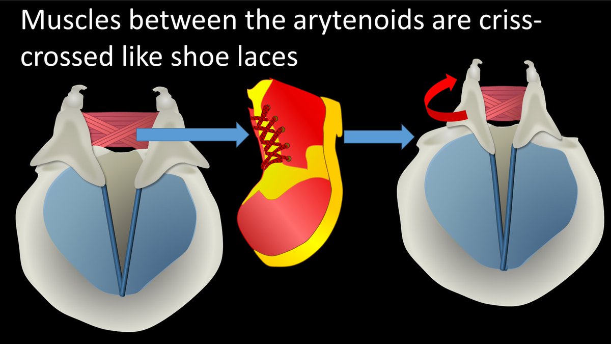 5/Arytenoids move by muscles that are stretched out between them, in a criss-cross pattern like shoe laces (transverse/oblique arytenoid muscles). When these muscles contract, it is like tightening shoe laces, which pull and rotate the arytenoids together