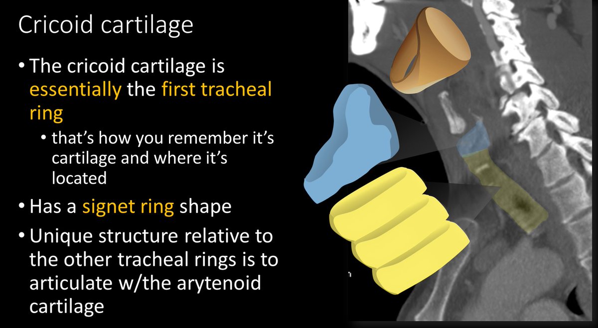 3/ Although not official, the cricoid is like the real first ring of the trachea. Except it has an odd signet ring shape. The bulbous back part that makes it look like a signet ring provides the important articulation with the arytenoids