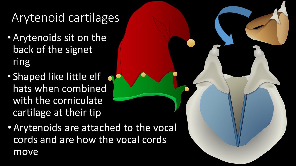 4/Arytenoid cartilages are these funny elf-hat shaped cartilages that are attached to the vocal cords. When the arytenoids move, your vocal cords move, and that's how phonation is created.
