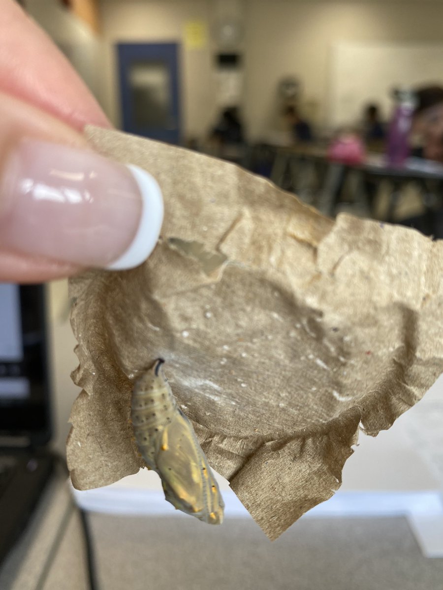 WendyLarm's tweet image. Friday need on CCN @CardinalLegerSS ! 1) we have pinned the chrysalis! 2) we have made a habitat! 3) …. Now waiting for them to emerge…. @DpExperiential #LancerLearning #anxious