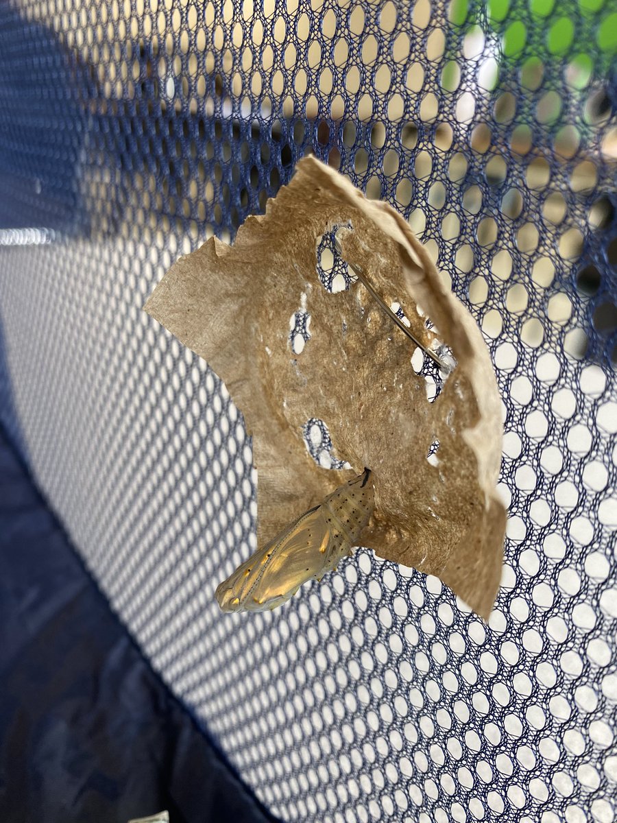 WendyLarm's tweet image. Friday need on CCN @CardinalLegerSS ! 1) we have pinned the chrysalis! 2) we have made a habitat! 3) …. Now waiting for them to emerge…. @DpExperiential #LancerLearning #anxious
