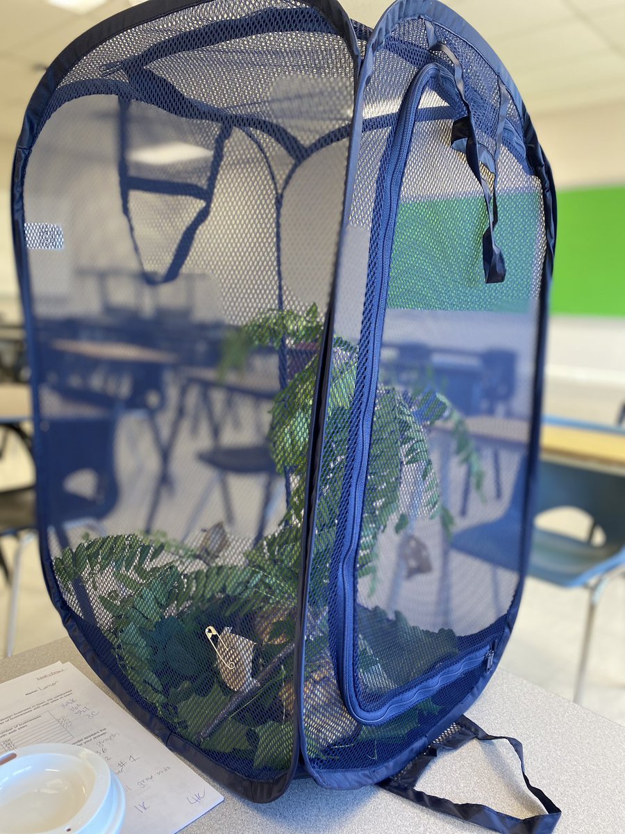 WendyLarm's tweet image. Friday need on CCN @CardinalLegerSS ! 1) we have pinned the chrysalis! 2) we have made a habitat! 3) …. Now waiting for them to emerge…. @DpExperiential #LancerLearning #anxious