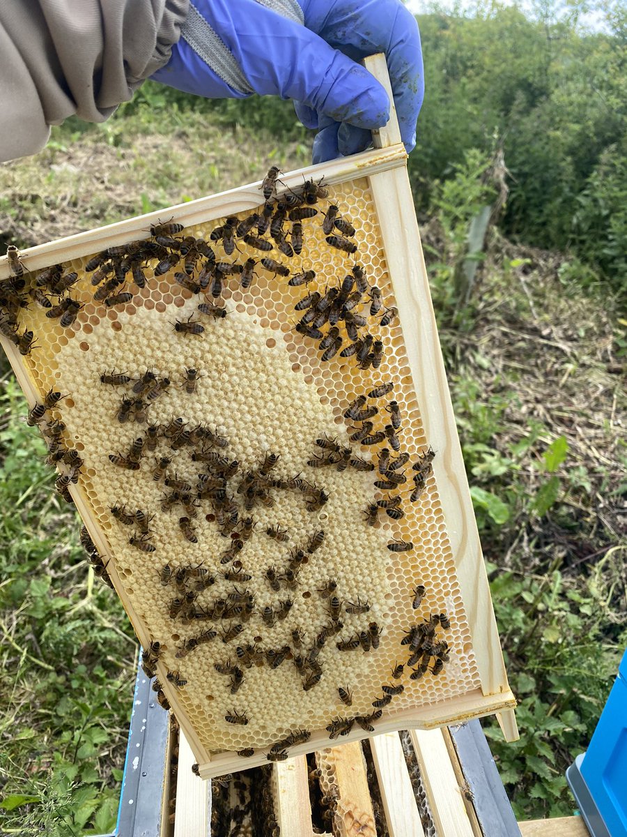Great to find the <a href="/BSHoneyBees/">BS Honey Bees</a> queen you’ve introduced building up the nest. Looking forward to getting my order on Tuesday to re-queen my Nucs for next years honey producers.