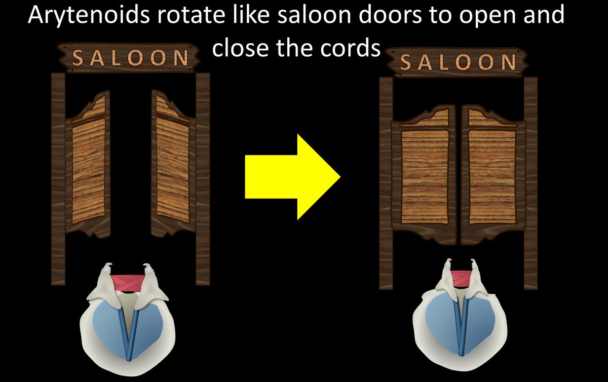 6/When the shoe laces are tightened or loosened, the arytenoids swing open or closed like an old fashioned saloon door--and open and close the vocal cords with them!