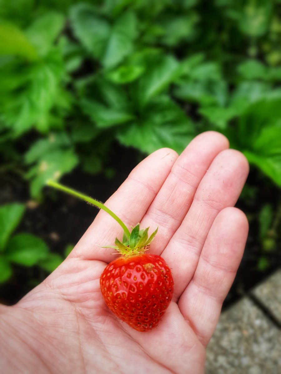 It's the first strawberry of the season! Homegrown in our garden and tasting lush! Let's hope everything else grows as well and bring on the summer! #homegrown #vegpatch #tasty #moretofollow #fingerscrossed