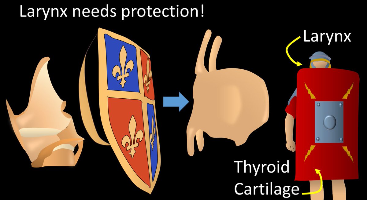 8/Larynx is so important to breathing & phonation that it needs protection--that is the thyroid cartilage. Thyroid cartilage is like a shield for the larynx. But it's huge, like those old Roman shields covering almost the entire body--that's the thyroid cartilage for the larynx