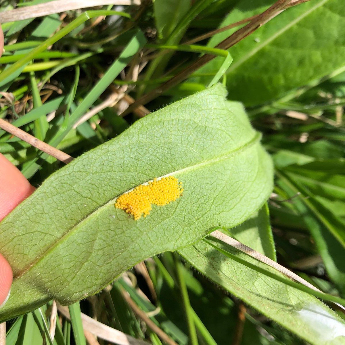 Shallowford Farm tweet media