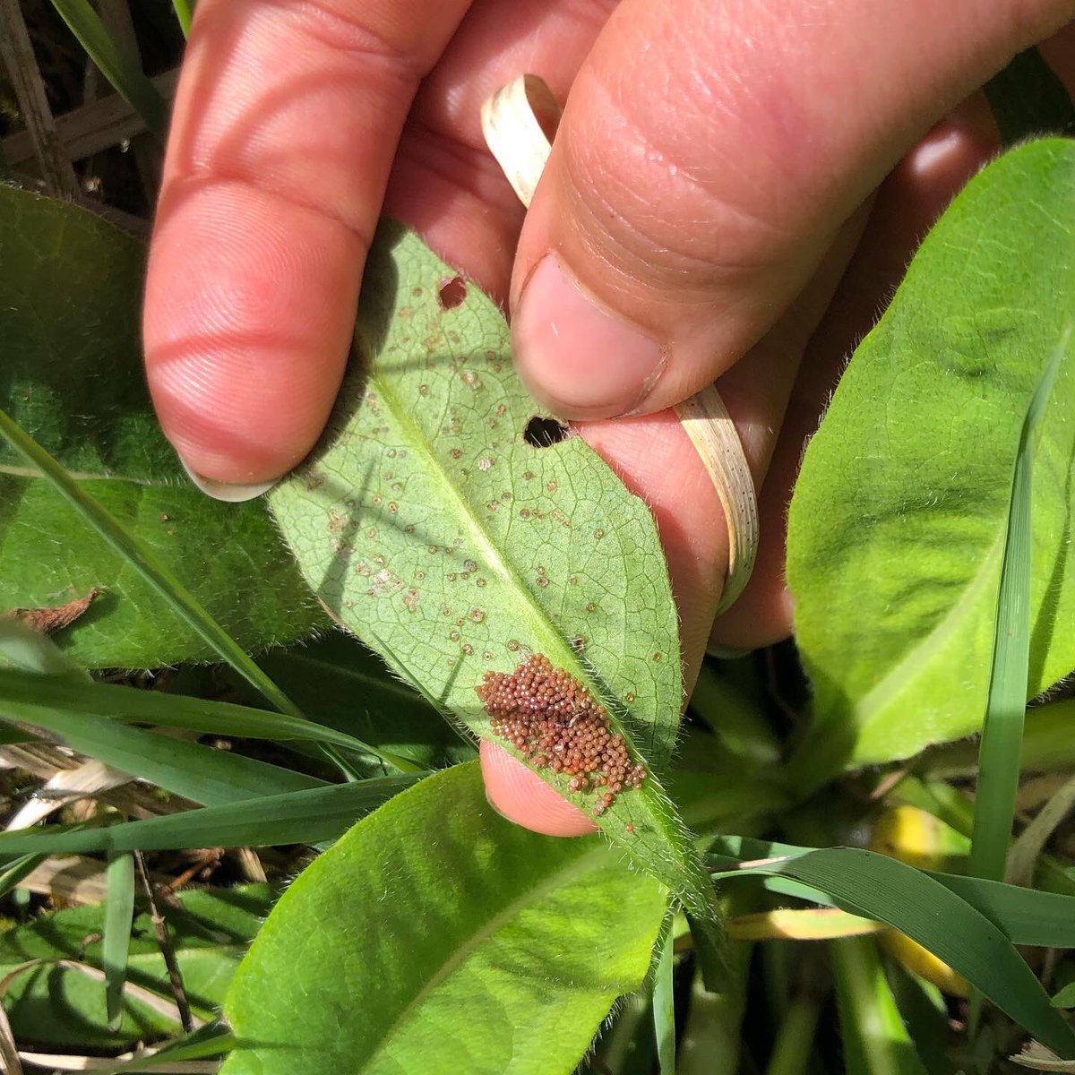 Shallowford Farm tweet media