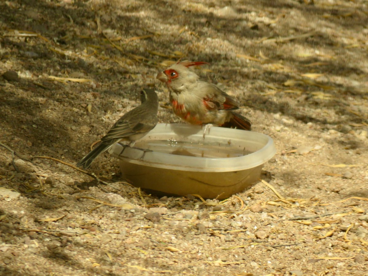 #worstbirdpic, but... what are the chances of having a baby northern #cardinal (left) next to a baby desert cardinal (pyrrhuloxia)? Last pic: lil desert card with baby black-throated sparrow. #birds