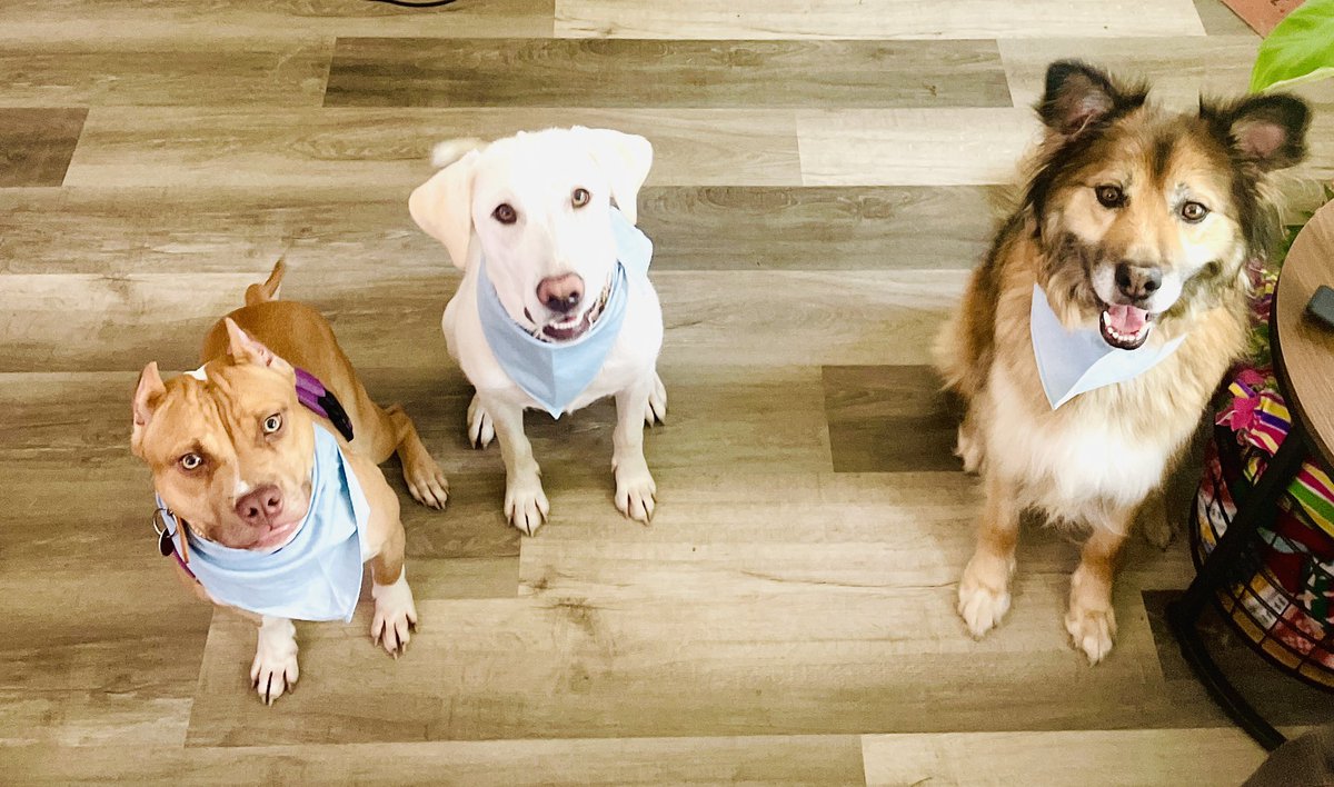 thuffman94's tweet photo. Travel nursing has many perks, including my dog gaining her best friends 🥺 https://t.co/30UqpeO7y0