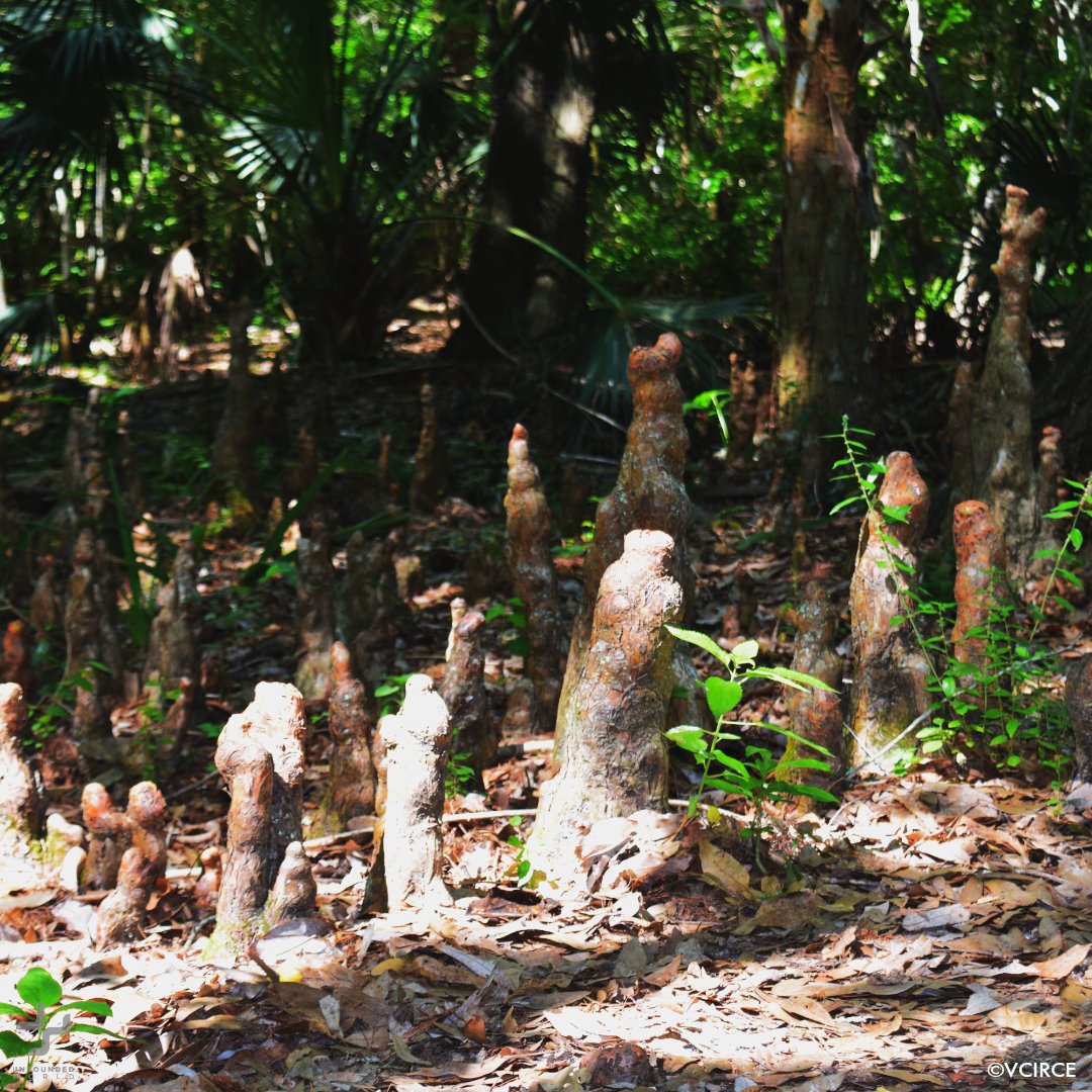 🌳Cypress trees are common to Florida’s wetland ecosystems and are critical for biodiversity,
flood control, water quality and much more. They can live for hundreds to even thousands of years. #water #nature #Florida Rivers #conservation #Health
unboundedworld.com