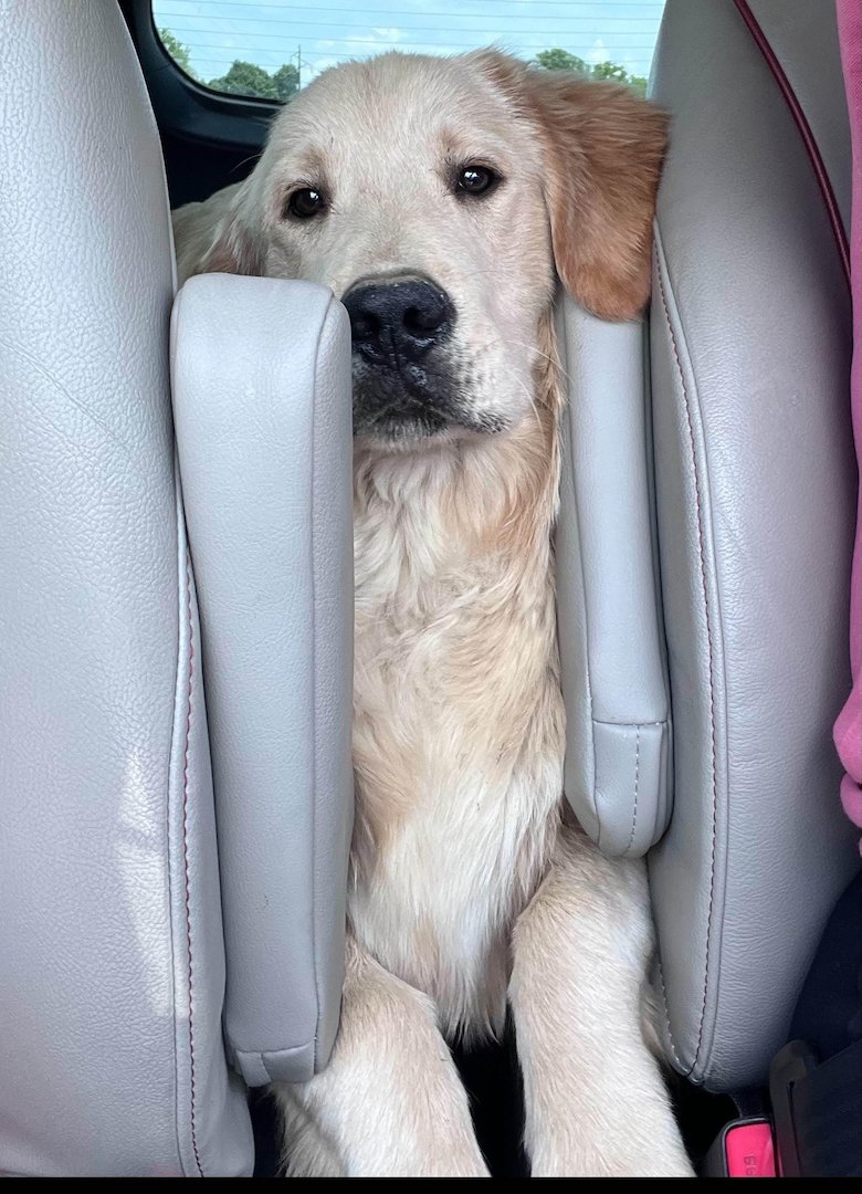 GRRAND just took in 10 dogs from a breeder that need full vetting plus spay and neuter.
The blond puppies range from 6m-1y Goldens and Golden/Pyr mixes. 
Foster or adopt? Complete an app ASAP! 
cstu.io/f03d65
cstu.io/e3d0ca