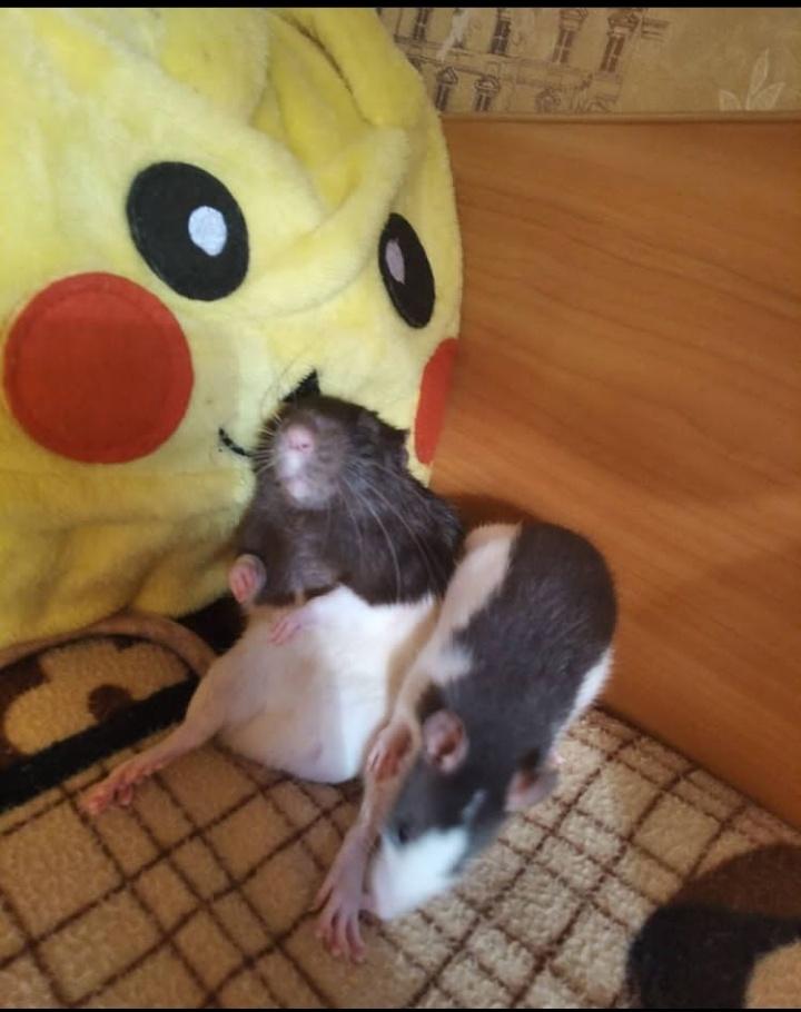 ビクタ tweet media