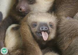 🚨 SLOTH FACT 🚨

Sloths can extend their tongues 10 to 12 inches out of their mouths. The sloth has very long, sharp, and strong claws that they use to hold on to tree branches. The claws are also their only natural defense against predators #TheSlothClub #SaveTheSloths #NFTdrop