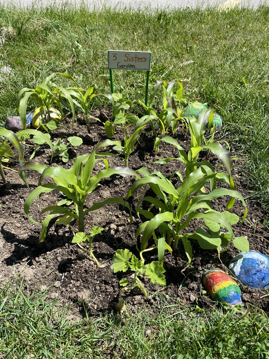ColdwaterPS (@coldwaterps) on Twitter photo Three Sisters Garden, Sunflower Garden and Pollinator Garden planted by973 Learning Center <a href="/DH_scdsb/">Daryl Halliday</a> <a href="/SCDSB_Schools/">Simcoe County District School Board</a> <a href="/FNMI_SCDSB/">SCDSB_IndigenousEd</a> Three Sisters Garden, Sunflower Garden and Pollinator Garden planted by973 Learning Center <a href="/DH_scdsb/">Daryl Halliday</a> <a href="/SCDSB_Schools/">Simcoe County District School Board</a> <a href="/FNMI_SCDSB/">SCDSB_IndigenousEd</a>