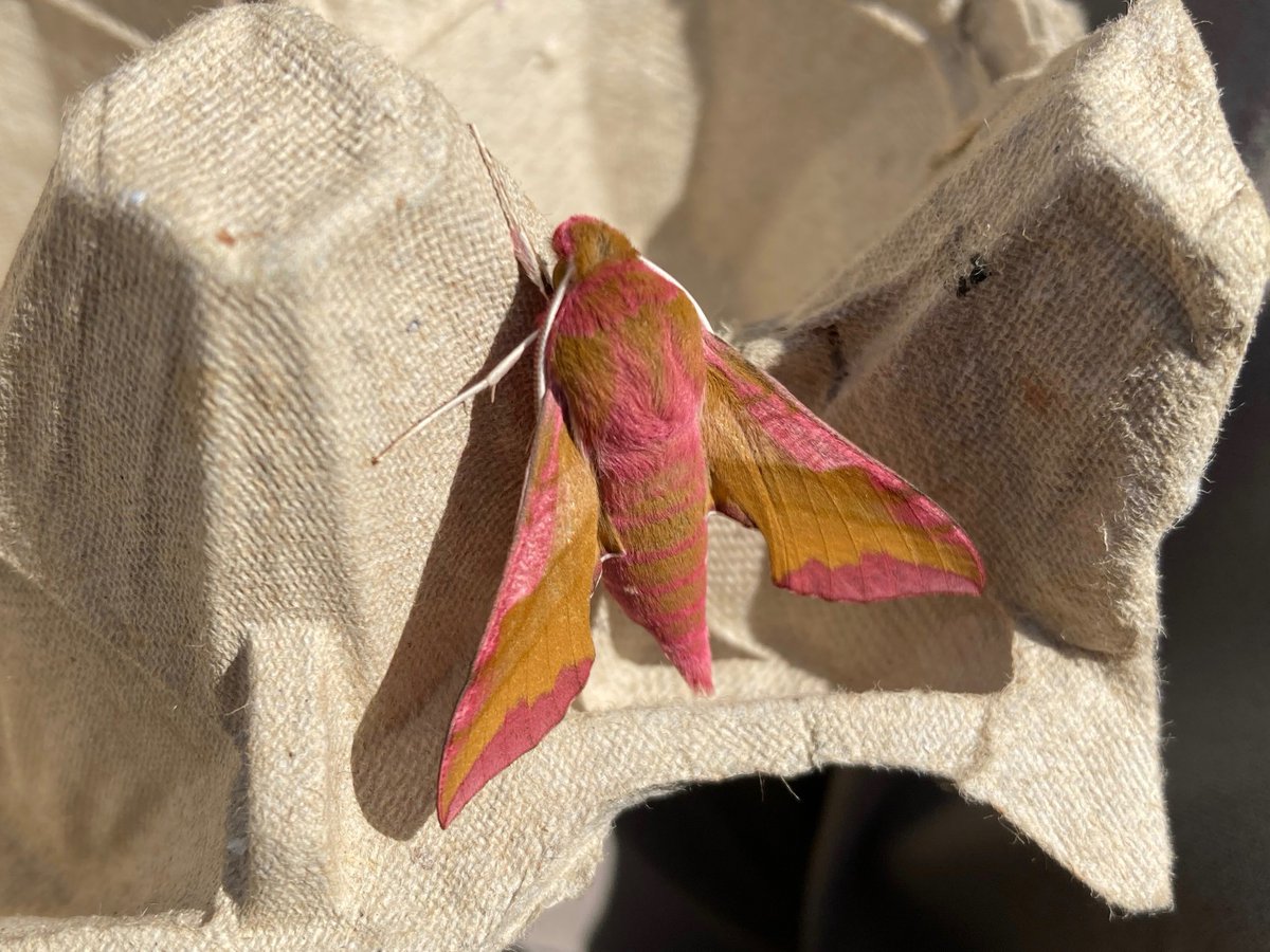 4 Elephant Hawkmoths and a Small one came to the light in #Fineshade last night. Does that make a herd?
<a href="/ukmoths/">Ian Kimber</a>