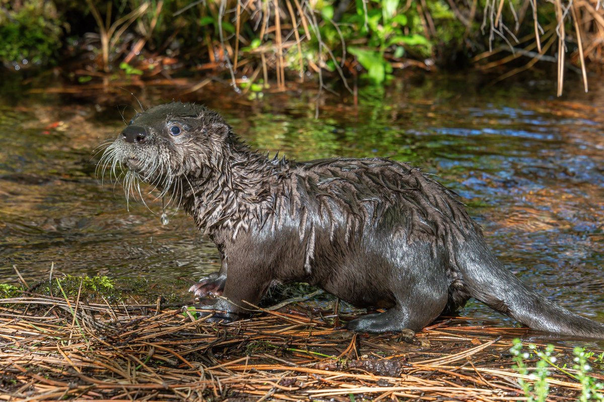 Old Mill District tweet media