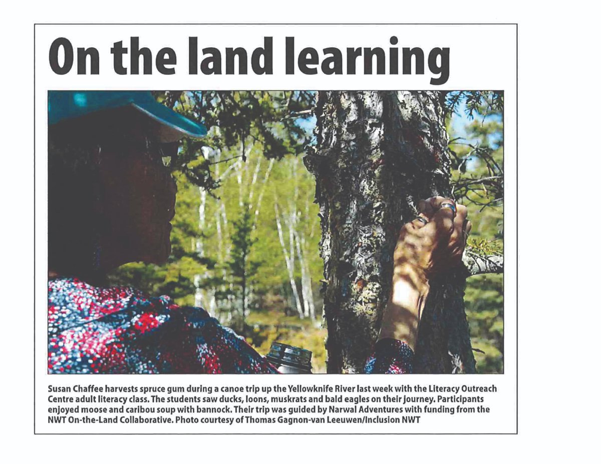 Lovely image of Susan Chaffee, Literacy Outreach Centre adult literacy student and on-the-land guide, harvesting spruce gum in today's Yellowknifer . #InTheNews #yellowknifendiloanddettah #NWT @nwtontheland @Narwal_North
