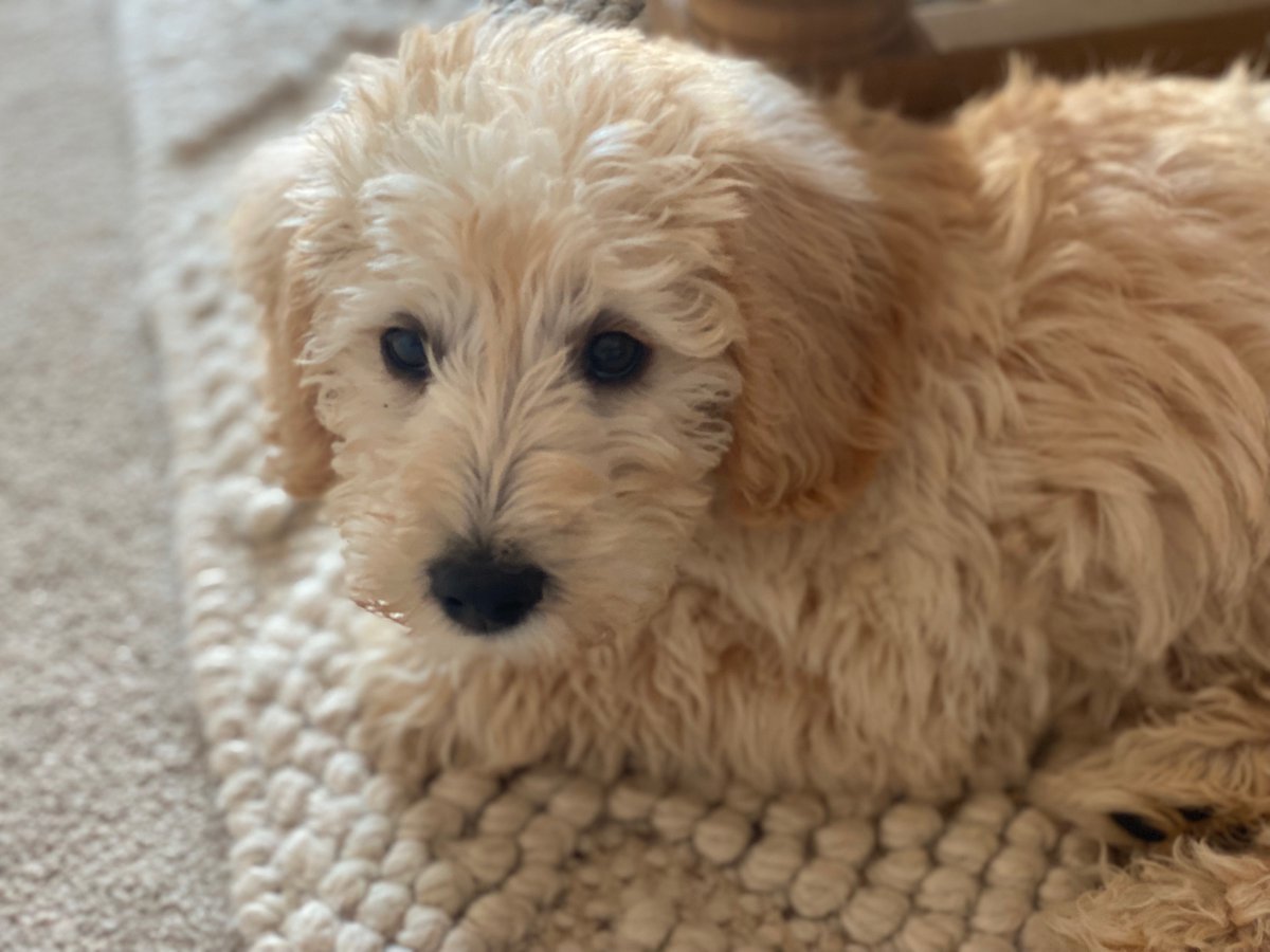 emmacurtis42's tweet photo. Chuffed to bits that Scrumpy won #StreamInStyle! @tregs140 He’s a 9 week old schnoodle and would love to terrorise Hulk and Thor! 🐶 #AvengersAssemble #WeAreSomerset https://t.co/pKRXzAluiJ